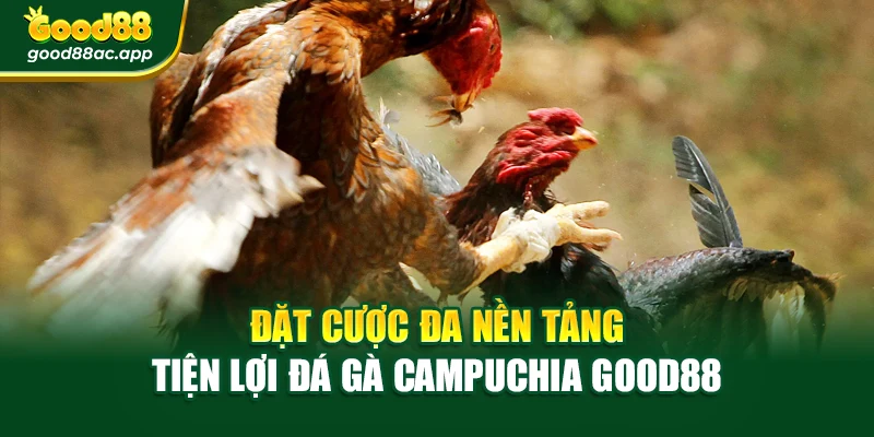 Đặt cược đa nền tảng tiện lợi Đá gà campuchia Good88