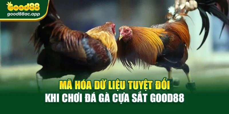Mã hóa dữ liệu tuyệt đối khi chơi Đá gà cựa sắt Good88