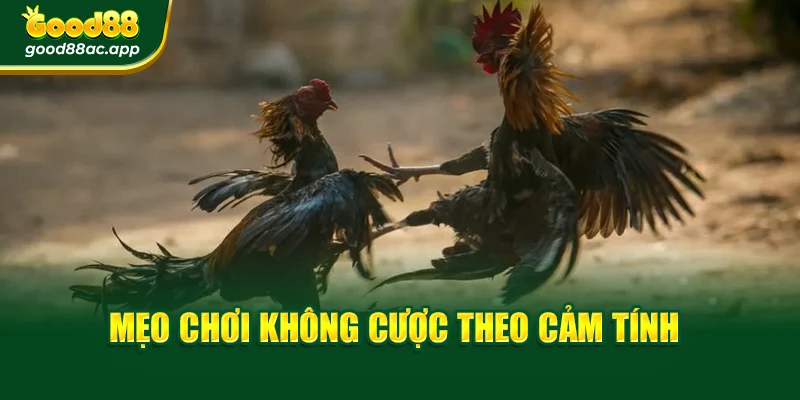 Mẹo chơi không cược theo cảm tính