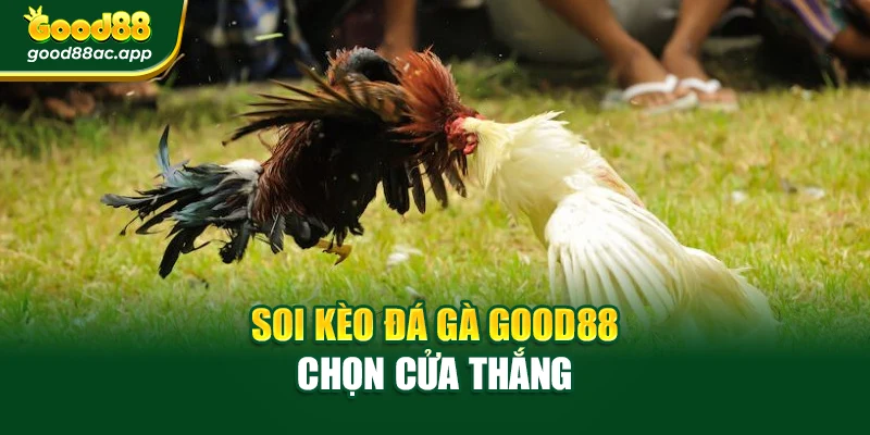 Soi kèo đá gà Good88 chọn cửa thắng