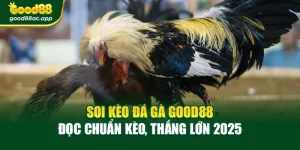 Soi Kèo Đá Gà Good88 – Đọc Chuẩn Kèo, Thắng Lớn 2025